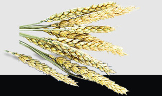 德赢·(VWIN)官方网站-AC米兰官方合作同伴