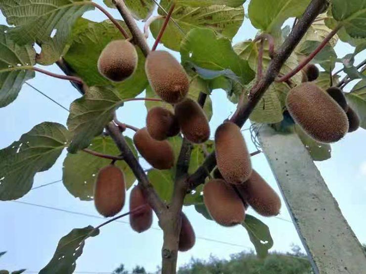 德赢·(VWIN)官方网站-AC米兰官方合作同伴