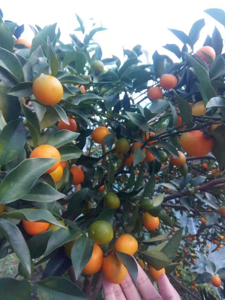 德赢·(VWIN)官方网站-AC米兰官方合作同伴