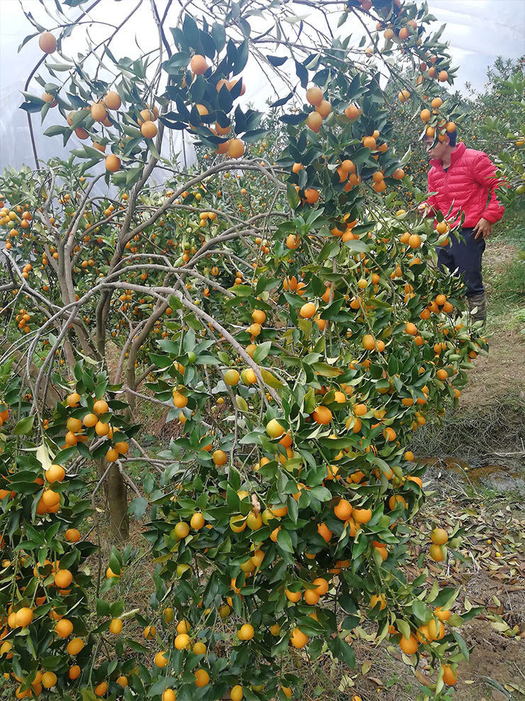 德赢·(VWIN)官方网站-AC米兰官方合作同伴