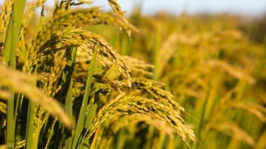 德赢·(VWIN)官方网站-AC米兰官方合作同伴