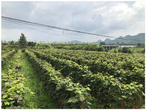 德赢·(VWIN)官方网站-AC米兰官方合作同伴