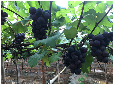 德赢·(VWIN)官方网站-AC米兰官方合作同伴